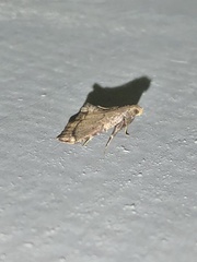 Hypsopygia phoezalis