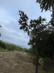 Chrysophyllum cainito