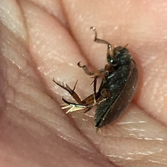 Tropisternus lateralis