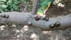 Coccinellidae