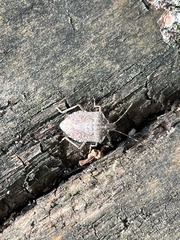 Halyomorpha halys