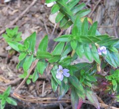 Lythrum maritimum