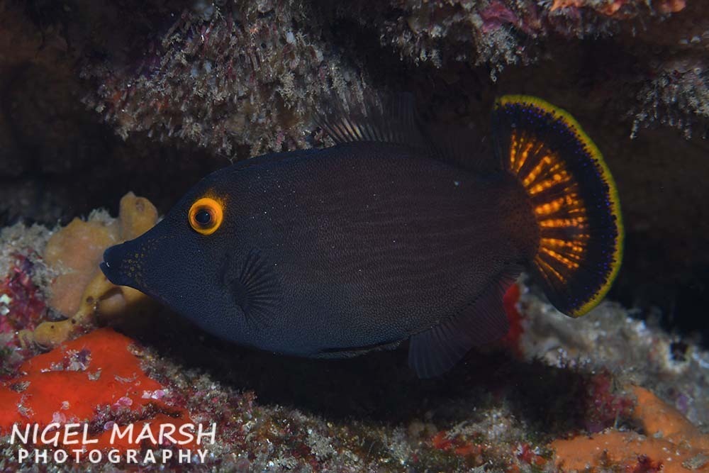 Yelloweye Filefish
