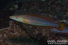 Hologymnosus doliatus