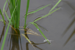 Coenagrionidae