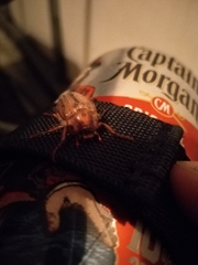 Amphimallon solstitiale