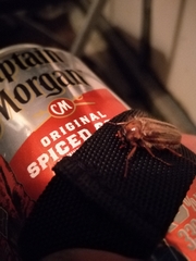 Amphimallon solstitiale