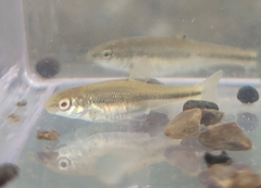 Pimephales notatus
