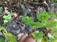 Euphorbia azorica