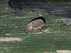 Aplidia transversa