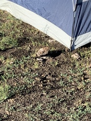 Thomomys bottae centralis