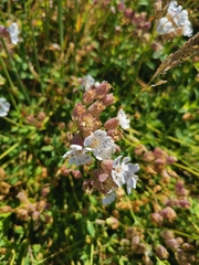 Silene uniflora uniflora