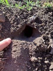 Thomomys bottae centralis