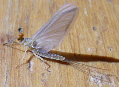 Ephemerella invaria