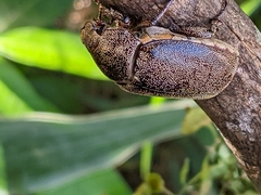 Leucopholis irrorata