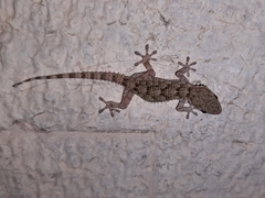 Tarentola mauritanica