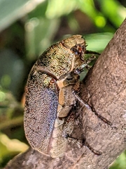 Leucopholis irrorata