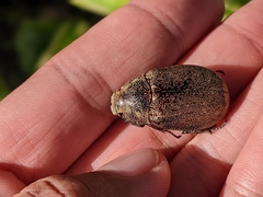 Leucopholis irrorata