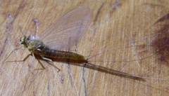 Ephemerella invaria