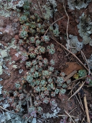Graptopetalum pachyphyllum
