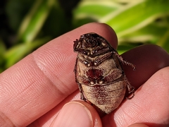 Leucopholis irrorata