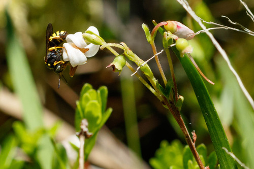 Nomada rodecki
