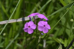 Phlox glaberrima interior