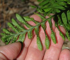 Polypodium pellucidum