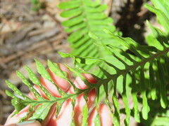 Polypodium pellucidum