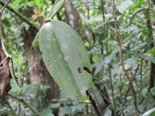 Image of Vanilla inodora by (c) Alexis López Hernández, some rights reserved (CC BY)