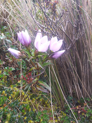 Gentianella foliosa