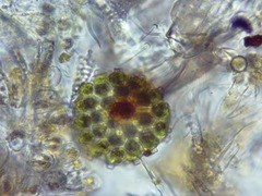Coelastrum pulchrum