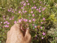 Zeltnera muehlenbergii