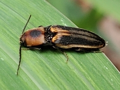 Megapenthes limbalis