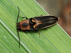 Megapenthes limbalis