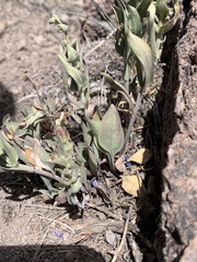 Penstemon decurvus