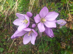 Gentianella foliosa