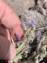 Penstemon decurvus