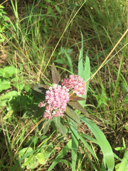 Asclepias incarnata incarnata