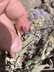 Penstemon decurvus