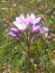 Gentianella foliosa