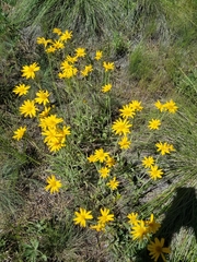 Arnica sororia