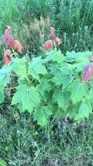 Acer rubrum image