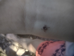 Dermacentor occidentalis