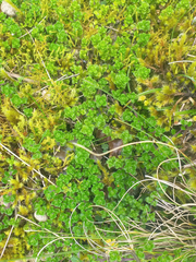 Clinopodium nubigenum