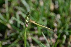 Ceriagrion melanurum