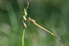 Ceriagrion melanurum