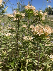 Collomia grandiflora