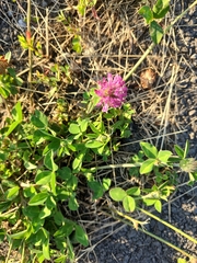Trifolium pratense