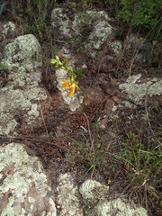 Echeandia falcata